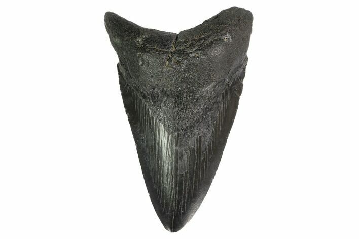 Fossil Megalodon Tooth - Georgia #144331